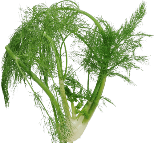 Organic - Fennel