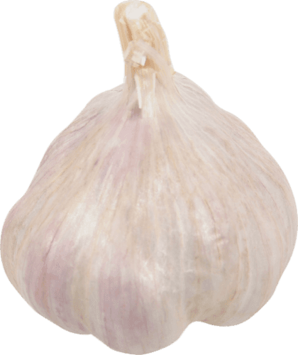Organic Garlic