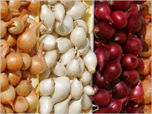 Assorted Pearl Onions