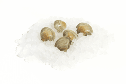Little Neck Clams Farm Raised (Sustainably Sourced