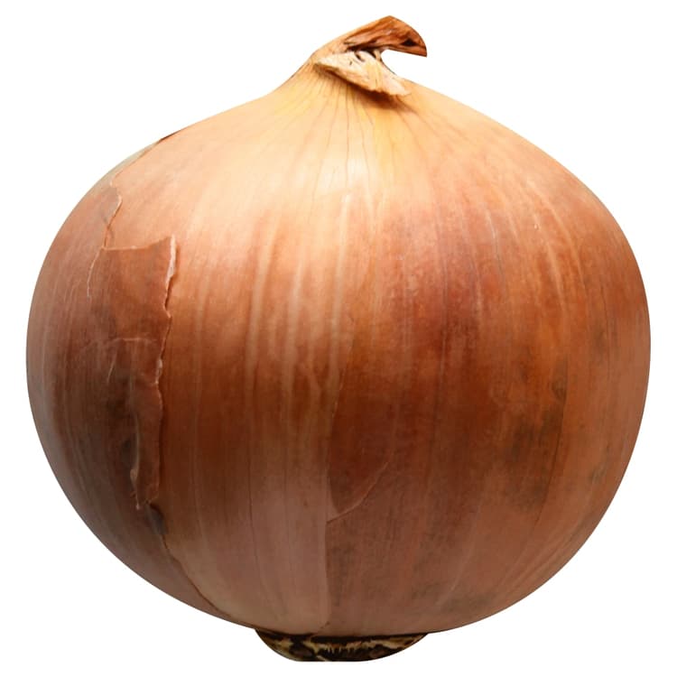 Large Yellow Onion