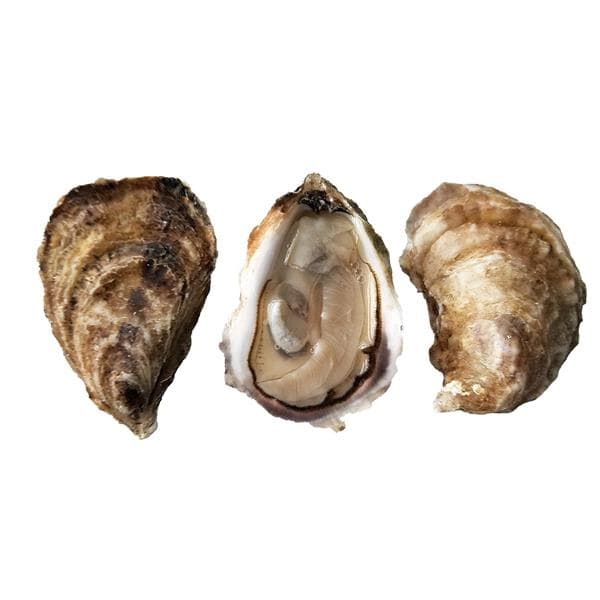 Eastern Oyster Select
