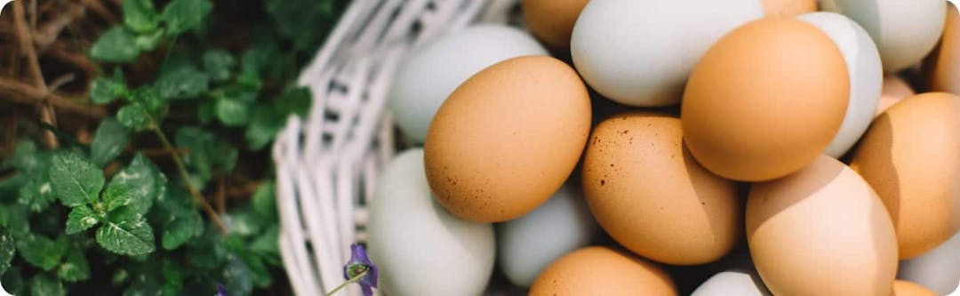Introduction to an Egg-Free Diet