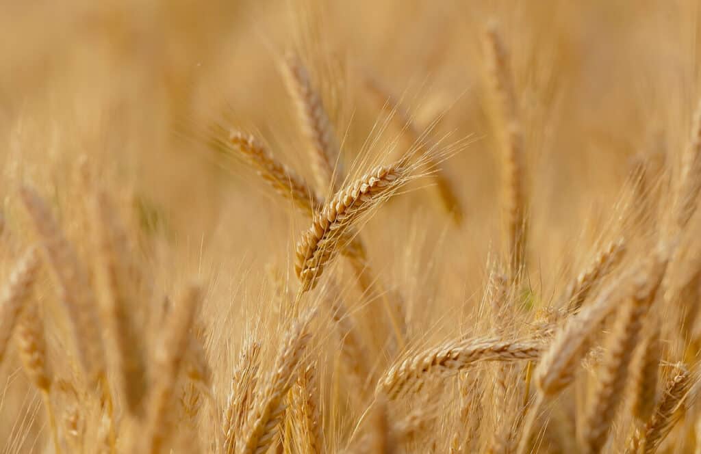 wheat fodmap